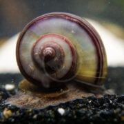 A close-up of a snail with a spiral, multicolored shell in shades of brown, purple, and green, crawling on dark gravel. The snails body is partially visible beneath the shell.