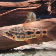 A fish with a silver body, black spots, and orange-tinted fins swims near a piece of driftwood in a freshwater aquarium.