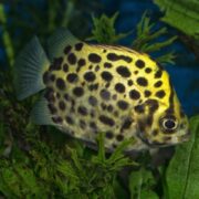 A close-up of a spotted scat fish, featuring a round, flat yellow-green body with large black spots, swimming among green aquatic plants in clear water.