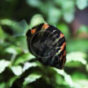 A black and orange striped fish swims near green aquatic plants in a freshwater aquarium.