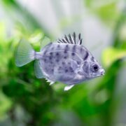 A silver, spiny-finned fish with dark spots swims in clear water, with green aquatic plants blurred in the background.