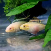 Two pale, pinkish-yellow fish swim side by side in an aquarium, surrounded by green aquatic plants and a dark rock in the background.