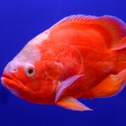 A close-up of a bright orange and white fish with a prominent eye and fins, swimming against a vibrant blue background.