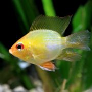 A bright yellow aquarium fish with orange accents on its fins swims in front of green aquatic plants and a dark background.