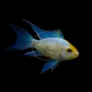 A CICHLID - RAM GOLD HEAD ELECTRIC BLUE Mikrogeophagus ramirezi with a vibrant gold head, yellow and blue body, and long fins swims against a black background. Its scales glisten beautifully, highlighting its elegant and streamlined shape.