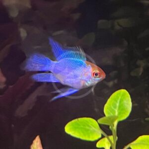 A small, vibrant blue fish with a red patch near its eye swims in an aquarium, with green plant leaves visible in the lower right corner. The background is dark and blurry.