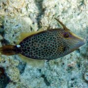 A close-up of an underwater fish with a horn-like projection above its eyes, a hexagonal or honeycomb pattern on its body, and yellowish fins, swimming above a rocky sea floor.