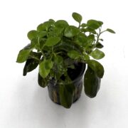 A small leafy green plant with rounded leaves grows in a black plastic pot with vertical slats, set against a plain white background.