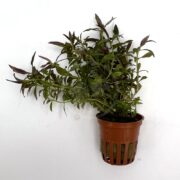 A leafy green plant with narrow leaves in a brown plastic net pot, displayed against a plain white background.