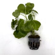 A green aquatic plant with round leaves is growing from a black plastic mesh pot. The roots and some planting material are visible through the slits of the pot, and the plant is placed on a white background.