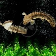 Two brown, prehistoric-looking fish with finned, spiny bodies swim against a black, starry background above bright green aquatic plants.