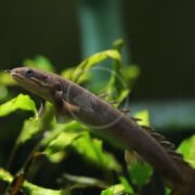 A brown bichir fish with a long, slender body and spiny dorsal fins swims among green aquatic plants in an aquarium.