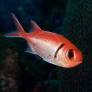 A close-up of a bright orange fish with large eyes, swimming underwater against a dark, blurred background.