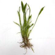 A cluster of green aquatic plant leaves with visible roots, lying on a white surface. Some leaves are long and narrow, arching upwards, while the roots are intertwined and spread out.