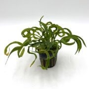 A potted plant with long, narrow green leaves that curl and twist in various directions, set against a plain white background.