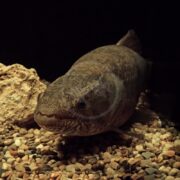 A lungfish with a mottled brown body rests on a bed of small pebbles and stones in a dimly lit aquarium, with a large rock visible to the left.