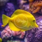 A bright yellow tang fish swims near colorful coral and rocks in an aquarium, with a blurred purple and pink background.