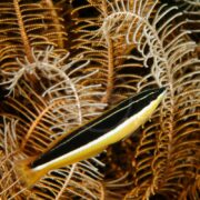 A black, yellow, and white striped fish swims in front of intricate, feathery brown coral underwater.