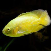 A bright yellow fish with a rounded body and fins swims against a dark background, highlighting its vibrant color and smooth scales.