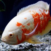 A close-up of a white and orange Oscar fish swimming near the gravel bottom of an aquarium, with its distinctive patterned scales and fins clearly visible.