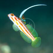 A colorful goby fish with orange stripes, translucent fins, and an elongated dorsal fin swims against a dark green background.