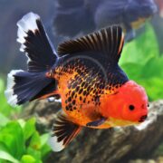 A vibrant GOLDFISH - ORANDA RED & BLACK Carassius auratus with orange, black, and white markings swims elegantly in an aquarium. Its large fins and distinctive head growth enhance its elegance, while green aquatic plants and a rocky surface create a stunning backdrop.