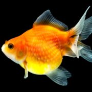 A close-up of a bright orange and yellow goldfish with flowing fins and scales, swimming against a solid black background.