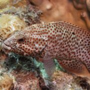 A close-up of a red-spotted fish with a white body and dark red spots swimming near coral on the ocean floor.