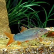 A vibrant LOACH - BOTIA BLUEBERRY (Yasuhikotakia modesta) with an orange tail and fins swims gracefully near a sandy bottom, surrounded by pebbles, while lush green aquatic plants provide a serene backdrop.
