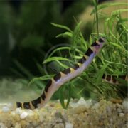 The LOACH - KUHLI STRIPED Pangio spp. elegantly glides among lush aquatic plants, showcasing its slender black and yellow striped body over the gravel bed below.