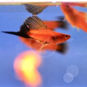 A close-up of an orange fish with long, flowing fins swimming in clear water, with its reflection visible on the waters surface and a blue background. Other blurred orange fish are also visible.