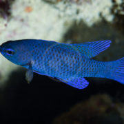A bright blue fish with small dark spots and translucent fins swims in clear water, with a blurred rocky background.