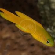 A small, bright yellow fish with an elongated body and reddish-orange edges on its fins swims against a blurred brown and green underwater background.