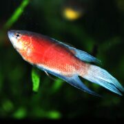 A colorful fish with a bright red body and iridescent blue fins swims in a dark, green aquatic environment.