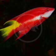 A brightly colored fish with a red body, white stripe along its side, yellow tail, and red eyes swims against a dark background.