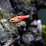 A small, colorful fish with a red body, black spots, and red-tipped fins swims near dark rocks in an aquarium.