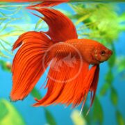 A vibrant BETTA - MALE Betta splendens, with flowing fins, swims in clear blue water amidst green aquatic plants. The bright color of the fins contrasts strikingly with the vivid background, crafting a captivating underwater scene.