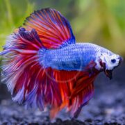 A vibrant BETTA - MALE HALFMOON Betta splendens with striking blue, red, and white hues swims elegantly in its tank, its long flowing fins fanning gracefully against a backdrop of blurred green aquatic plants.
