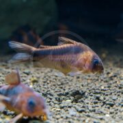 A close-up of a brown Corydoras catfish swimming above a gravel substrate in an aquarium, with another catfish partially visible in the foreground.