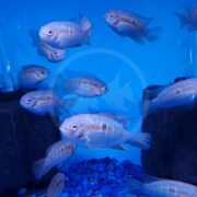 A school of small fish featuring light blue and orange markings, including some CICHLID - ACARA PURPLE SMILER DWARF Laetacara araguaiae, swims in a clear aquarium with blue gravel and dark filtration units. The blue-tinted water creates a vibrant ambiance.