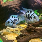 In an aquarium, two Convict Polar Blue Cichlasoma hybrids swim near driftwood. Light-colored stones accent the gravel at the bottom, while green aquatic plants create a scenic backdrop.