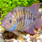 A colorful fish with blue, yellow, and purple hues swims near green aquatic plants and rocks on the bottom of an aquarium.