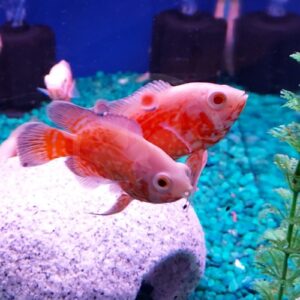 Two orange and white fish swim near a white rock in an aquarium with blue gravel. A green plant is on the right, and other fish and aquarium equipment are blurred in the background.