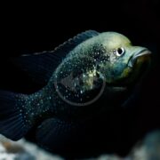 A CICHLID - STARRY NIGHT / BLEEKERI Paratilapia polleni glides in dim light, its rounded body shimmering with blue-green speckles. Gracefully spread fins and a dark backdrop enhance the fishs vibrant markings.