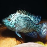 A close-up of a vibrant blue-green fish with black markings and spiky fins swimming near rocks in an aquarium.