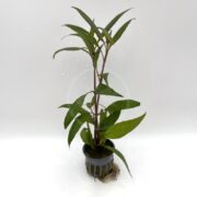 A potted green aquatic plant with long, narrow leaves and reddish stems, placed in a small plastic mesh container against a plain white background.