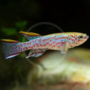 A colorful fish with a pale body, red spots, blue stripes, and yellow-edged fins swims in an aquarium with a dark, blurred background.