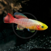 A colorful fish with a yellow head, blue eyes, and a red-striped body swims against a dark, rocky underwater background.