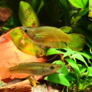 Two small, greenish-yellow fish swim among green aquatic plants and a piece of orange leaf in a brightly lit aquarium. The fish have slender bodies and rounded fins.