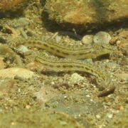 Two small, elongated fish with mottled brown and yellow patterns rest on a rocky stream bed with scattered pebbles and sand. Their bodies blend with the surroundings, and both have visible barbels near their mouths.